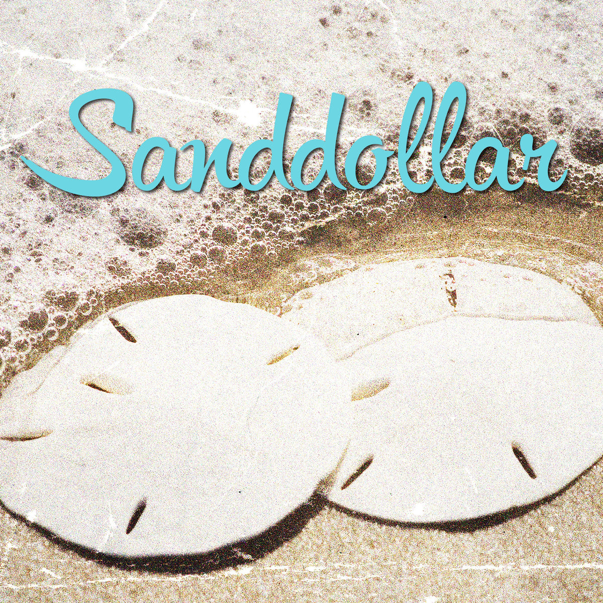 Sand Dollars Gidgets Coastal Provisions